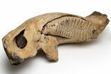 Woolly Mammoth Jaw with M Molar - Germany #235234-4
